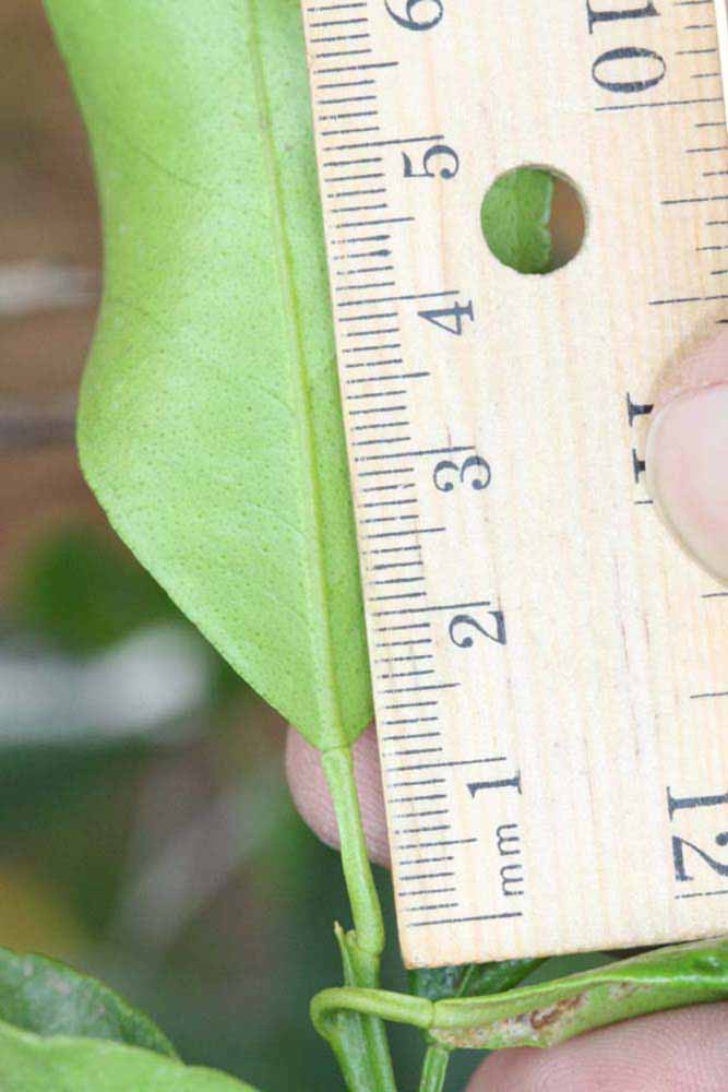            Unifoliate leaf (Riverside, CA)   